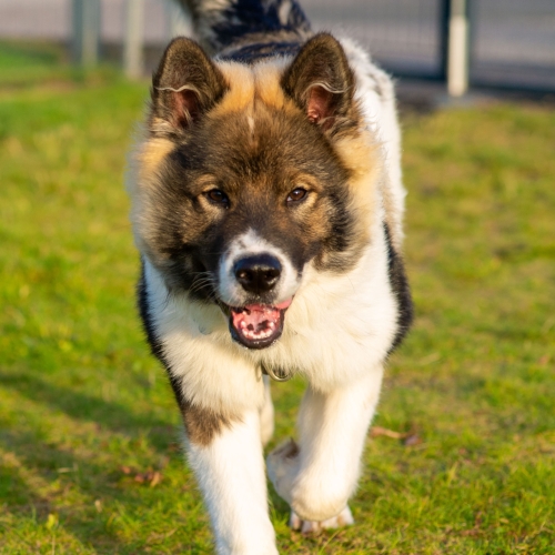 Adfærdsbehandler til hund i Aalborg under hjemmebesøg og rådgivning i hjemmet