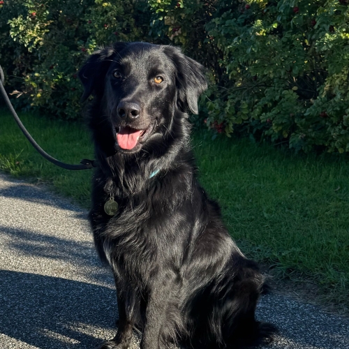 Adfærdsbehandler til hund i Nordjylland arbejder med tryghed og struktur