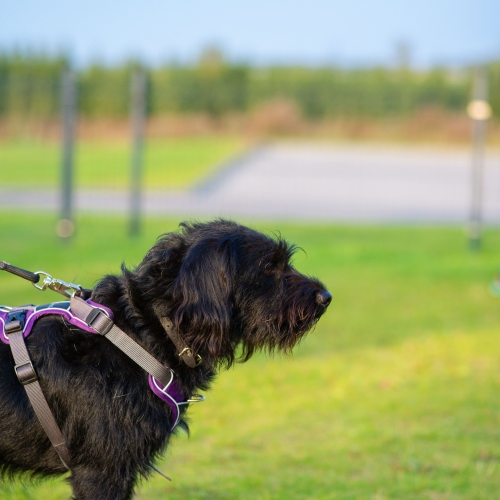 Adfærdstræning med hund og ejer i Nordjylland med fokus på ro og samarbejde