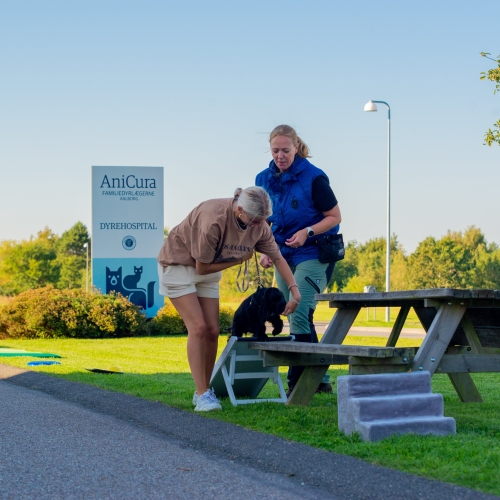 Hvalpetræning nær Aalborg med indkald og kontaktøvelser