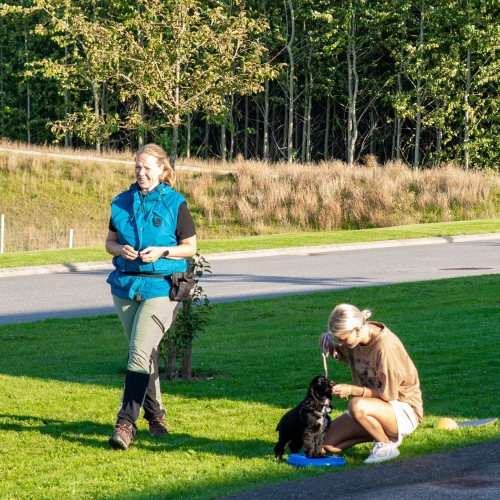 Hvalpetræning i Støvring med socialisering og miljøtræning