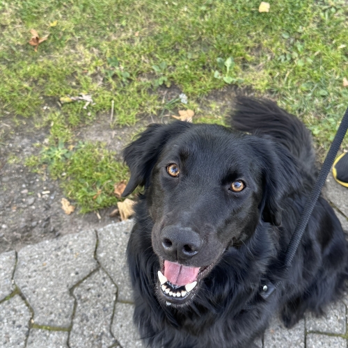 Rådgivning med adfærdsbehandler til hund nær Aalborg