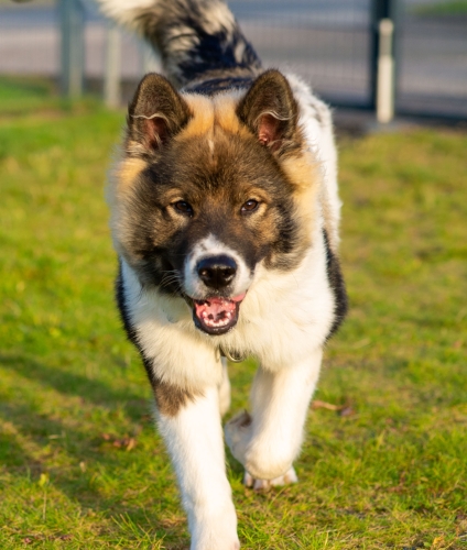 Adfærdsbehandler til hund i Aalborg under hjemmebesøg og rådgivning i hjemmet