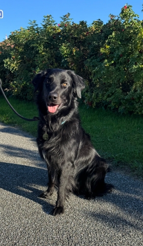 Adfærdsbehandler til hund i Nordjylland arbejder med tryghed og struktur