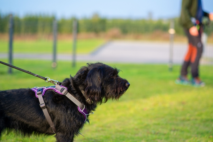 Adfærdstræning med hund og ejer i Nordjylland med fokus på ro og samarbejde