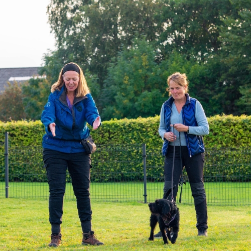 Hvalpetræning for hundeejere fra Aars og omegn