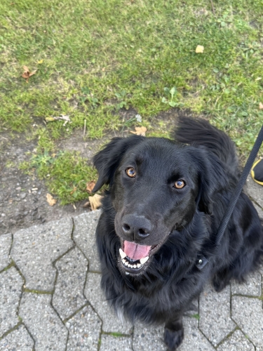 Rådgivning med adfærdsbehandler til hund nær Aalborg