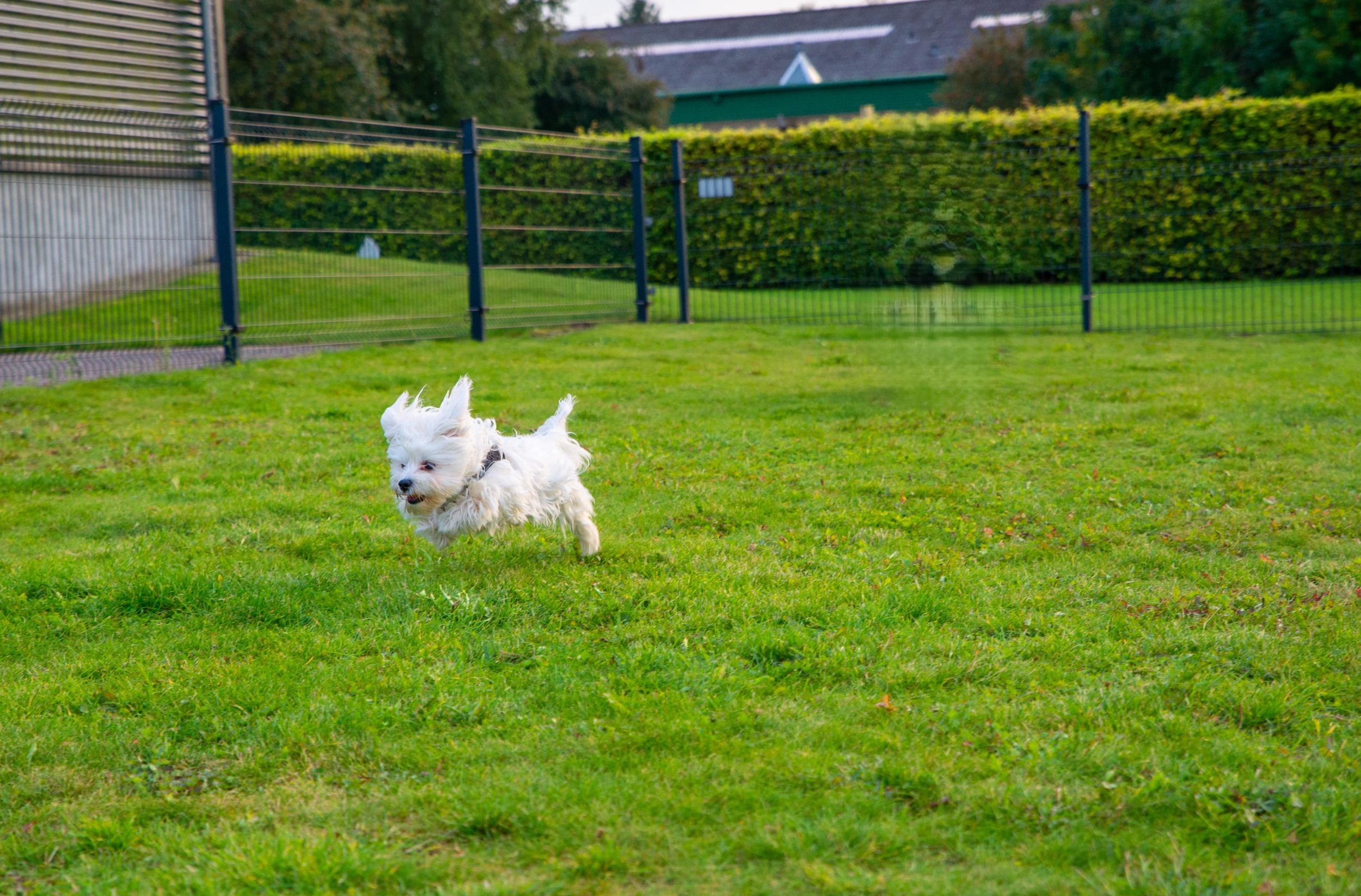 Professionel og tryg hvalpetræning i Nordjylland tæt på Aalborg